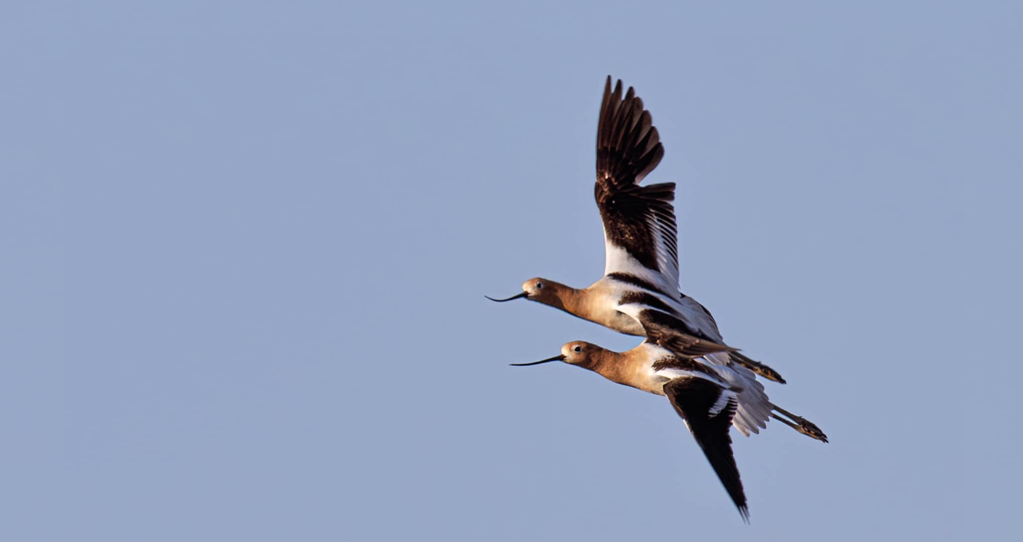 Two American Avocet birds